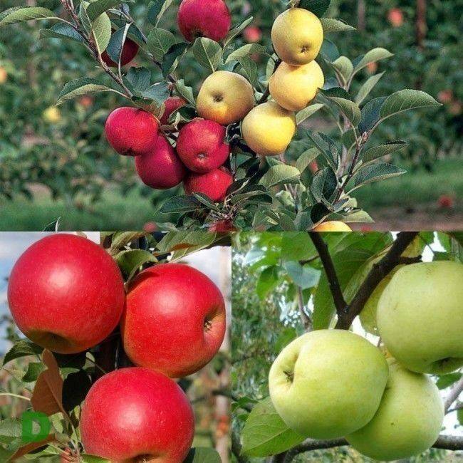 Обзор лучших сортов яблонь для подмосковья с фото и описанием