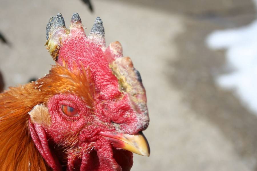 Болезни кур: топ куриных заболеваний