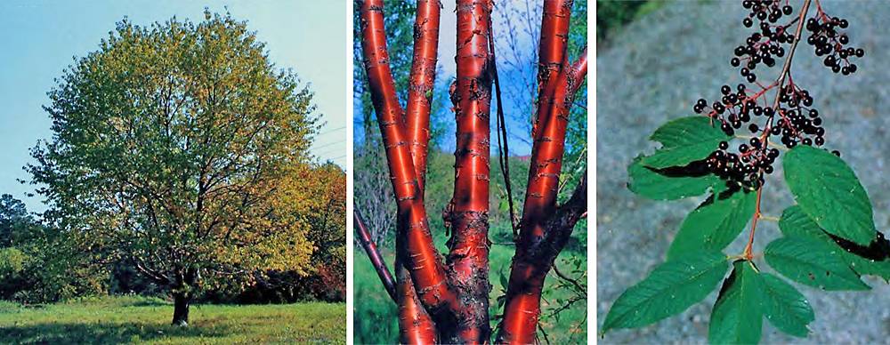 Черёмуха маака: характерные особенности вида и его описание, правила выращивания и ухода за деревом