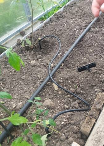 Как сделать капельный полив для теплицы на даче или огороде из бочки?
