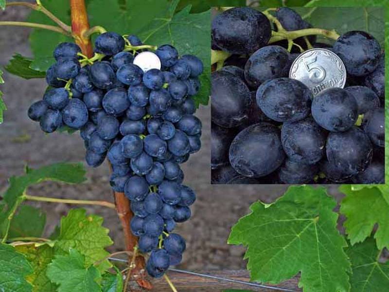 Виноград "аттика": описание сорта, фото, отзывы