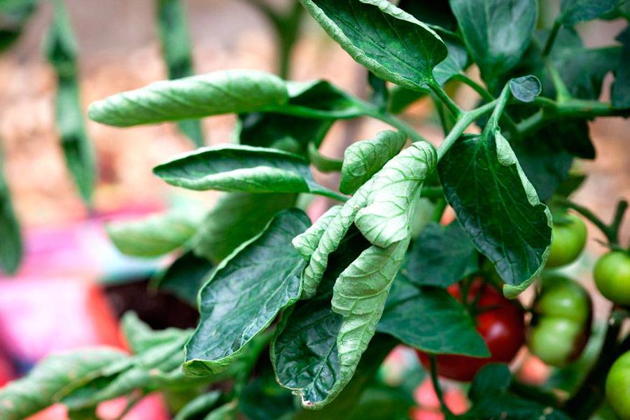 Скручиваются и вянут листья у помидоров - ищем и устраняем причину