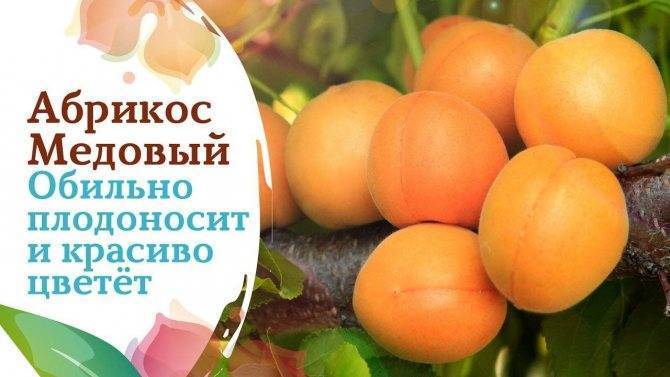 Особенности выращивания и характеристика сорта абрикоса медовый