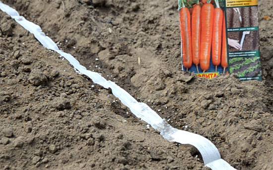 Сроки и правила посадки моркови под зиму, какой сорт лучше выбрать