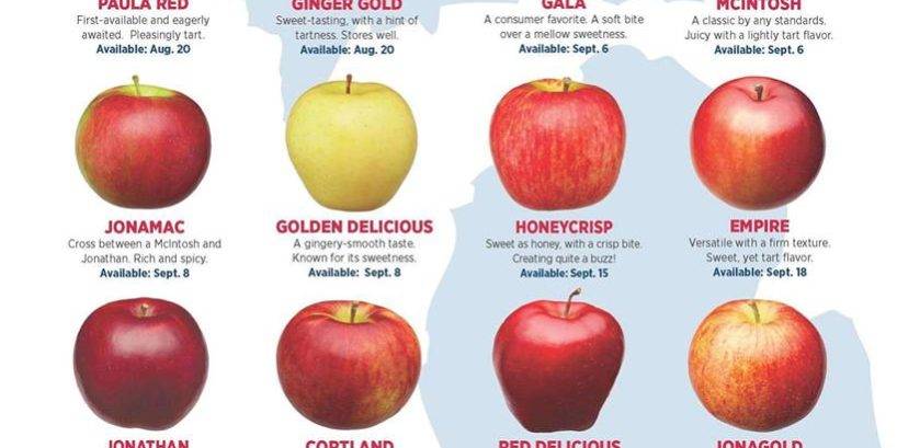 Яблони голден делишес: описание качеств сорта, польза яблок для здоровья, посадка и борьба с вредителями