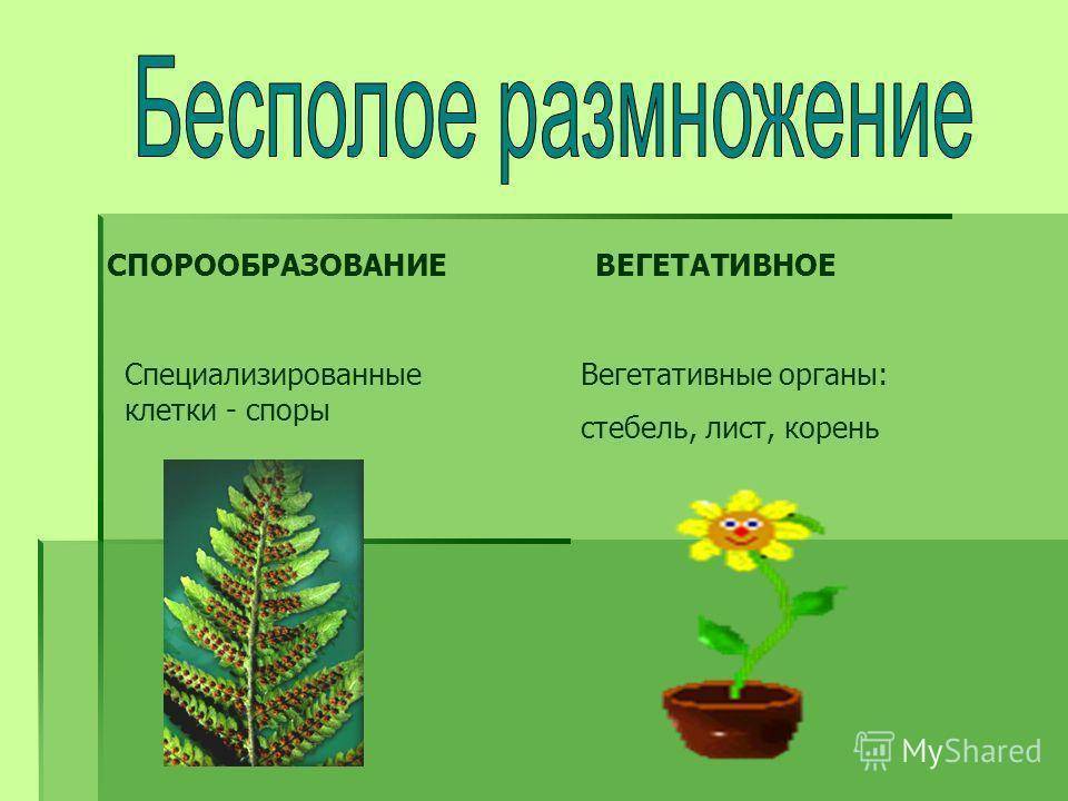 Органы вегетативного размножения растений. Споры вегетативного размножения. Стебель орган вегетативного размножения. Размножение это процесс.