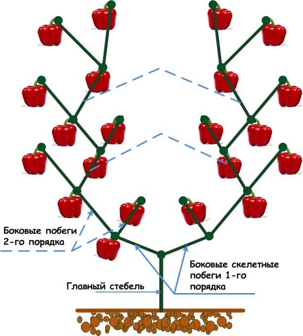 Схема формирования баклажанов в теплице рисунки