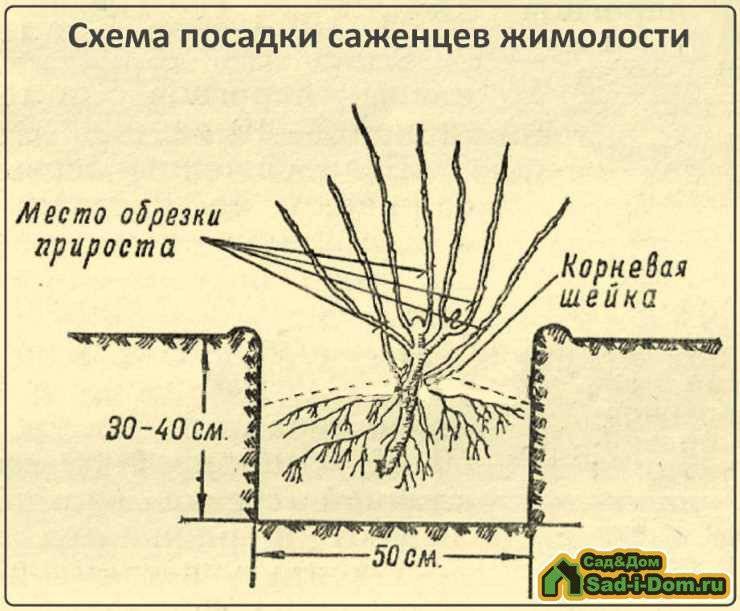 Схема посадки жимолости на участке