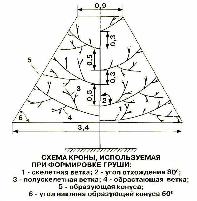 Обрезка груши осенью для начинающих в картинках пошагово