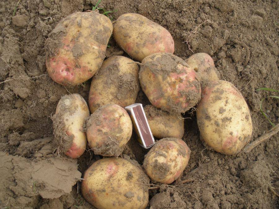 Сорт картофеля пикассо характеристика фото и описание