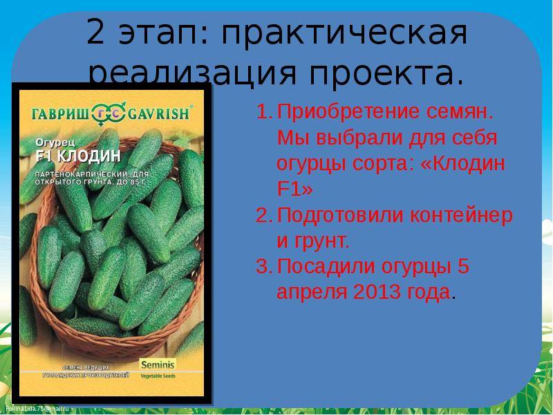 Когда и откуда в россии появились огурцы, история выращивания