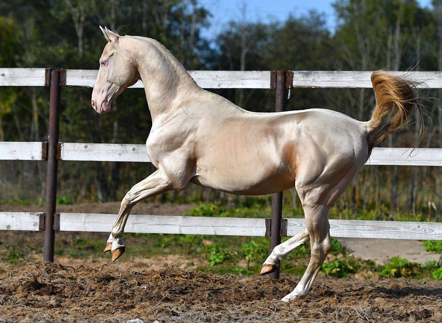 Голштинская порода лошадей: экстерьер, правила ухода, рацион