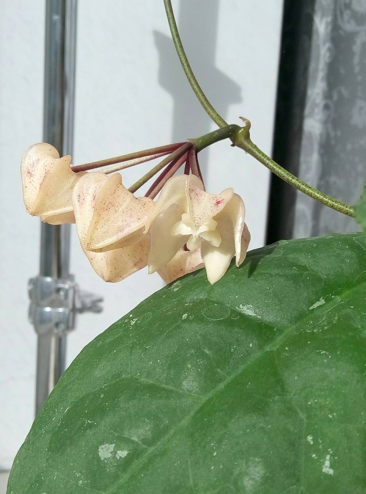 Цветок хойя в домашних условиях: уход, фото, пересадка, размножение, почему не цветет