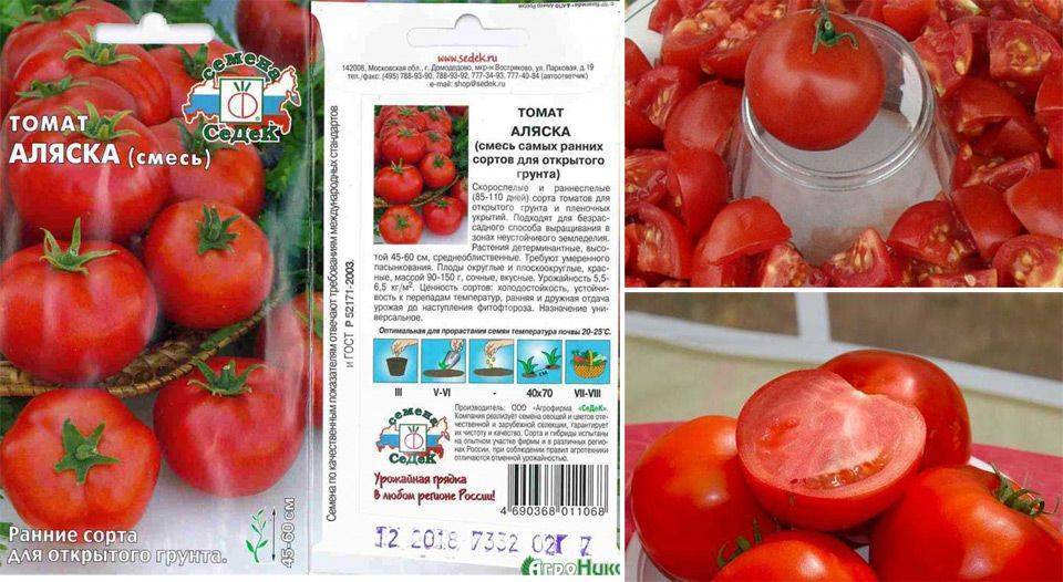 Лучшие сорта томатов для сибири