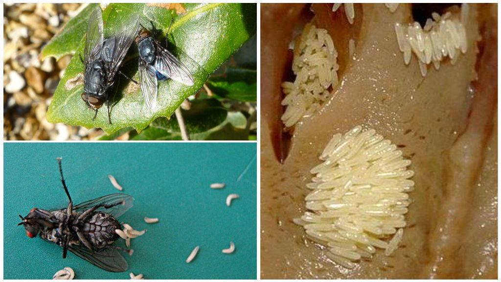 12 быстрых способов как избавиться от мух в 2021 году в домашних условиях