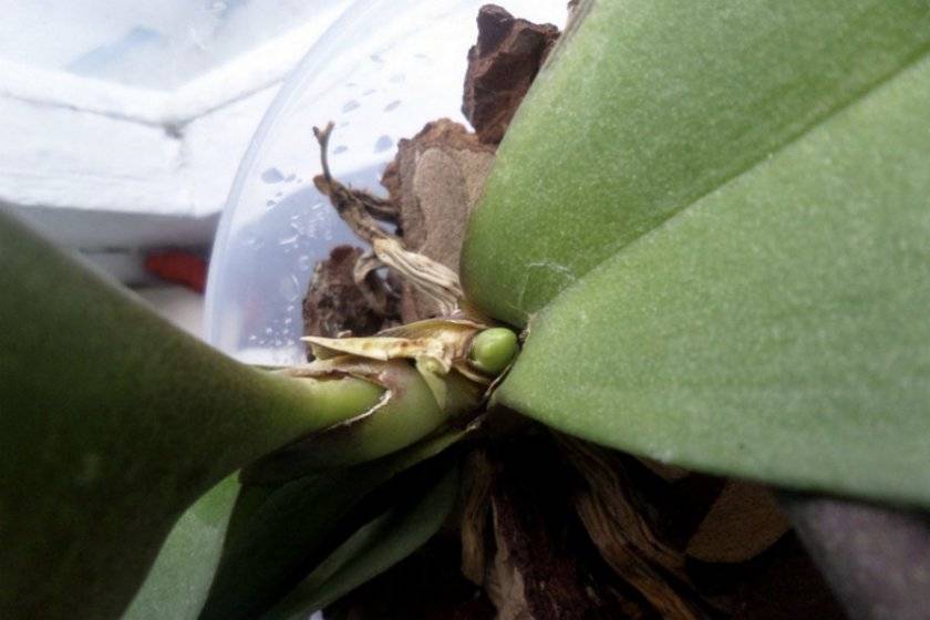 Тонкости ухода за детками орхидеи фаленопсис