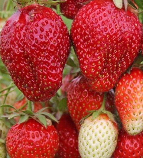 Клубника маэстро: описание сорта + фото
