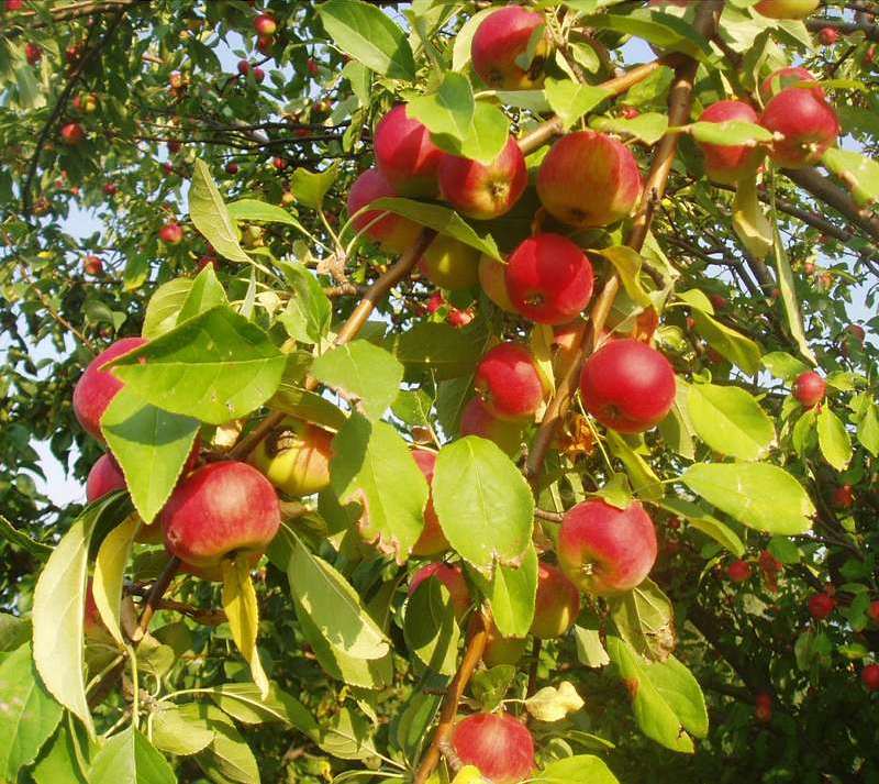 Особенности выращивание и ухода за яблоней сорта женева