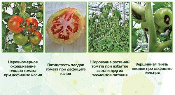 Томат спасская башня: отзывы, фото, урожайность | tomatland.ru