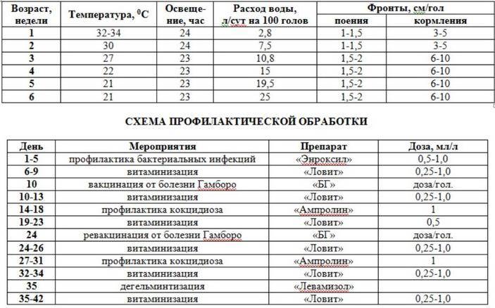 Схема выпаивания индюшат с первых дней