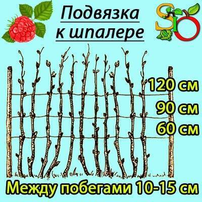 Как посадить малину схема