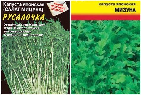 Экзотическая мизуна и другие сорта японской капусты: полезные свойства и правила выращивания