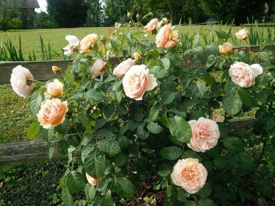 Роза остин джульетта фото и описание