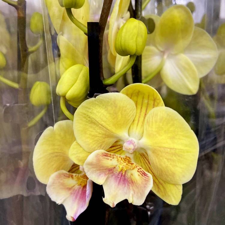 Орхидея пелорик: фото, разновидности и уход в домашних условиях. обсуждение на liveinternet