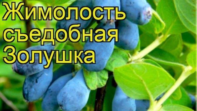 Особенности сорта жимолости «золушка»: описание, отзывы, фото