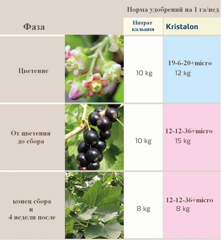 Осенняя подкормка смородины и крыжовника