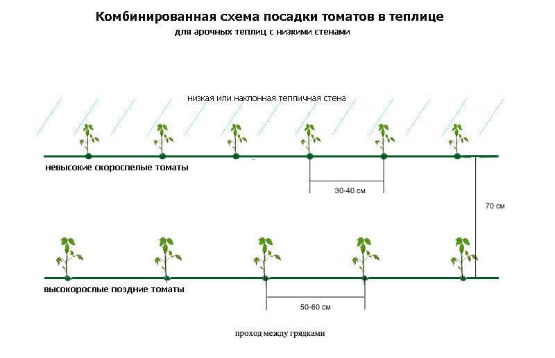 На каком расстоянии сажать помидоры в теплице?