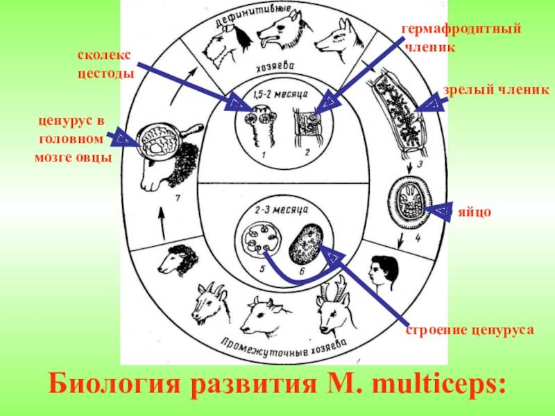 Ценуроз у овец: симпотомы (признаки), профилактика, причины, лечение