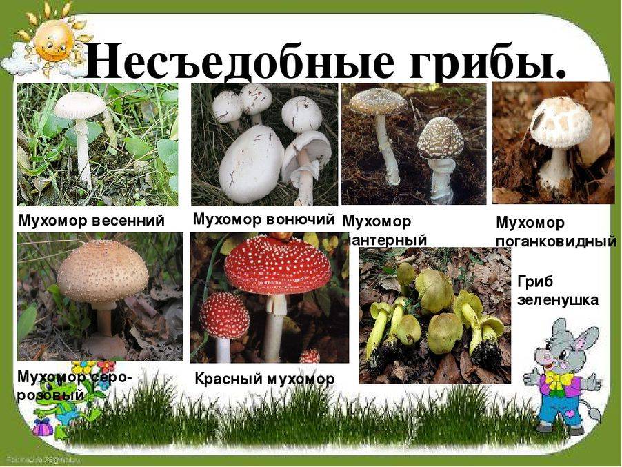 Ядовитые грибы московской области фото и описание