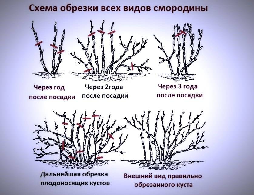 Омоложение смородины осенью — залог удачного урожая на следующий год