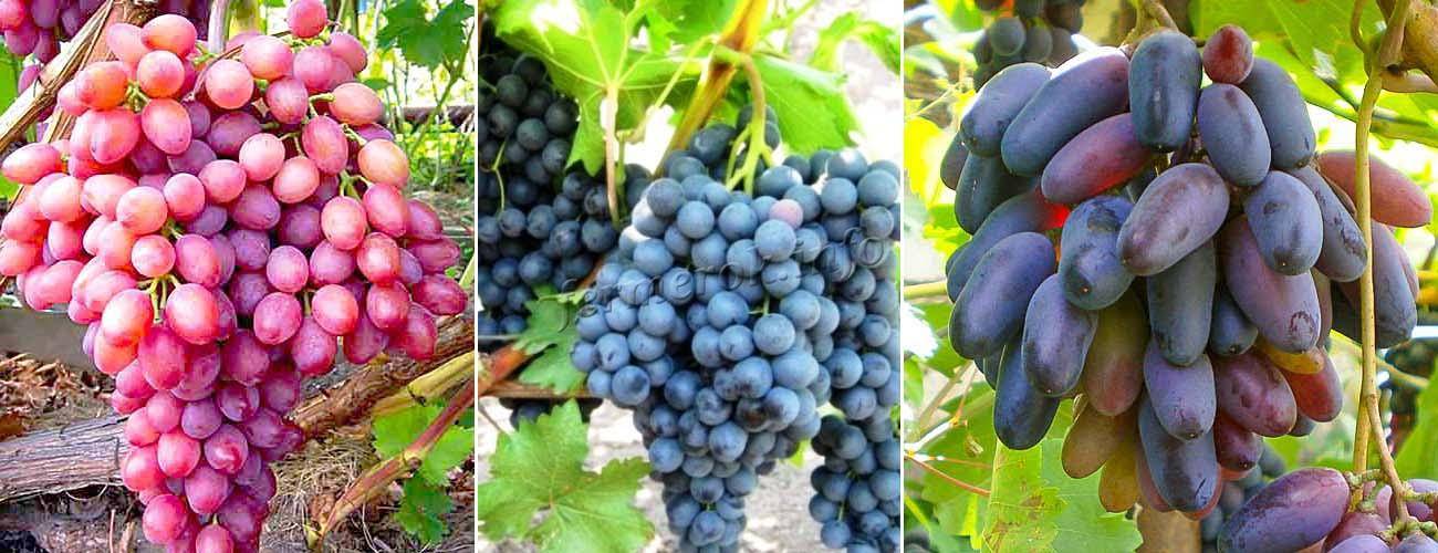 Виноград без косточек: сорта, как размножается, плюсы и минусы