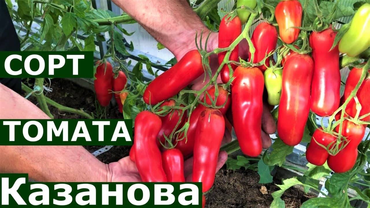 Томат казанова: описание сорта помидоров оригинальной формы, выращивание и отзывы