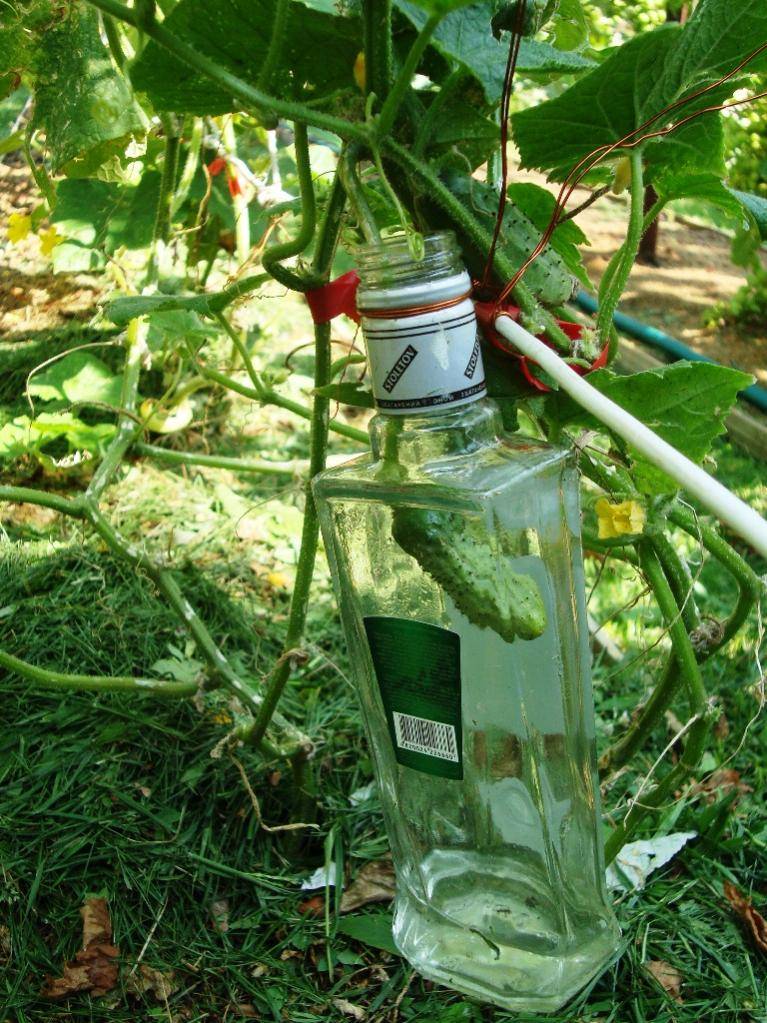 Выращиваем огурцы на балконе в пластиковых бутылках