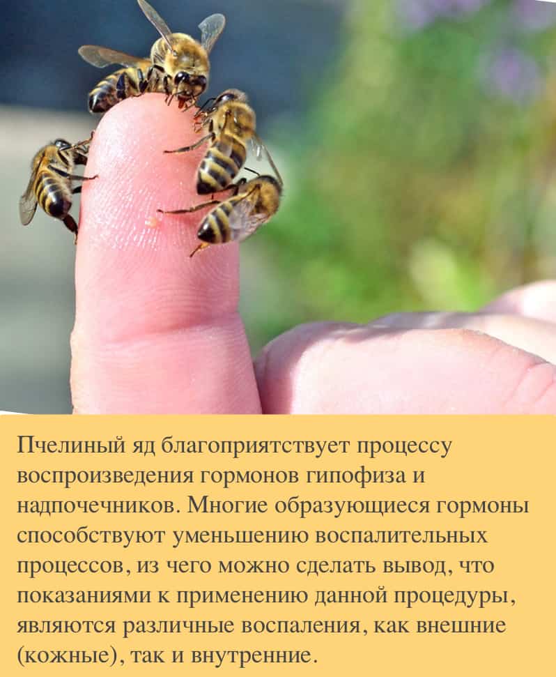 Какая польза от укуса пчелы, вред пчелиного яда, апитерапия, использование в медицине
