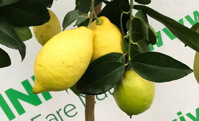 Как вырастить лимон из косточки в домашних условиях: фото и видео, как правильно посадить семена и ухаживать за растением