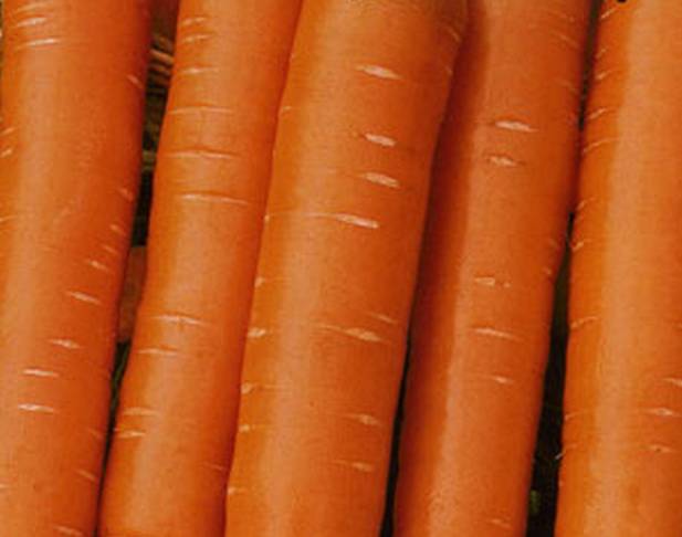 Морковь сластена: отзывы, фото, урожайность - eтеплица