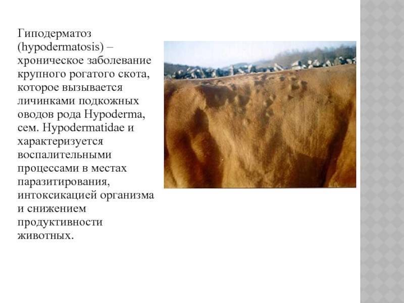 Гиподерматоз крупного рогатого скота: лечение и профилактика | симптомы гиподерматоза крс