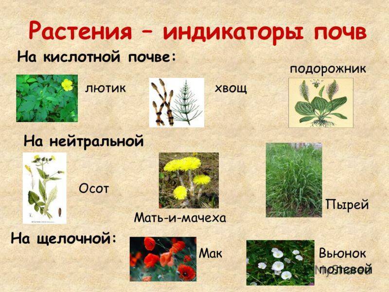 Лучшие растения для цветника на кислой почве