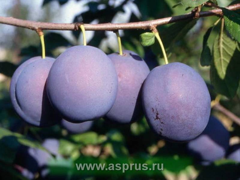 Слива венгерка описание и характеристика сорта, отзывы, фото