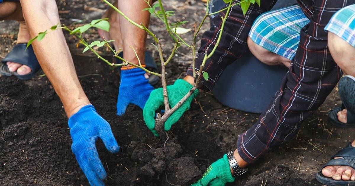 Когда пересаживать розы на новое место весной: сроки, правила