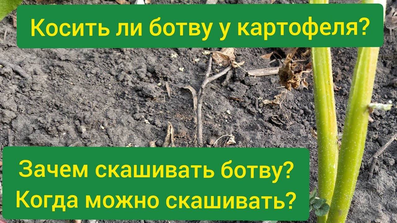 Когда можно обрезать ботву у картофеля перед копкой?