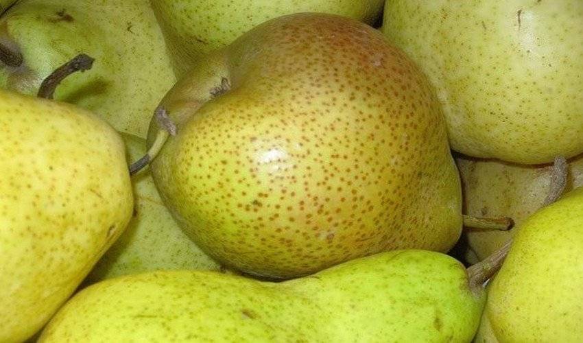Груша киффер: описание и основные характеристики сорта