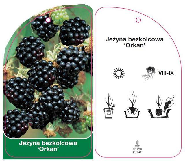 Лучшие сорта ежевики