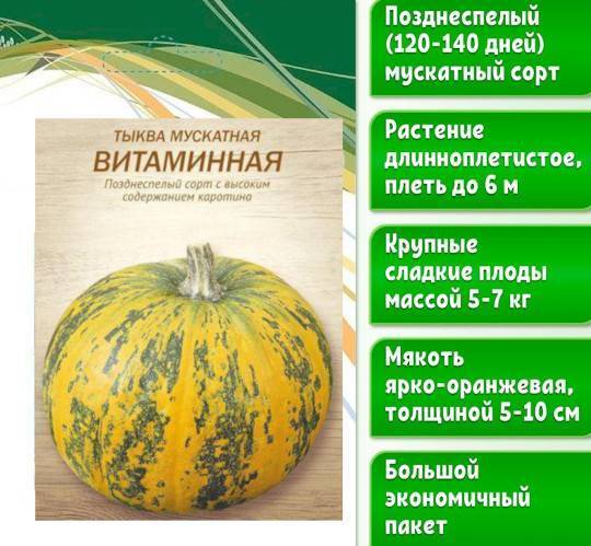 Тыква витаминная (витаминка): характеристика и описание мускатного сорта, фото полученного урожая