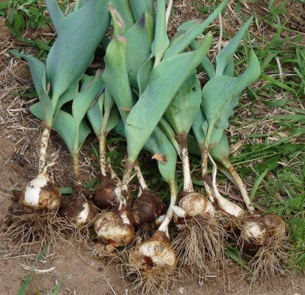 Советы по высадке тюльпанов и нарциссов