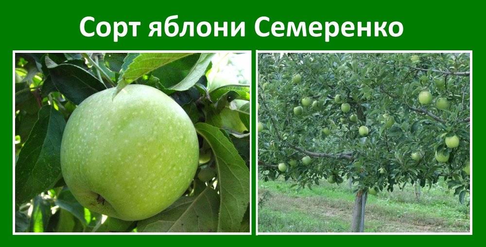 Яблоки "семеренко": описание сорта, фото, отзывы